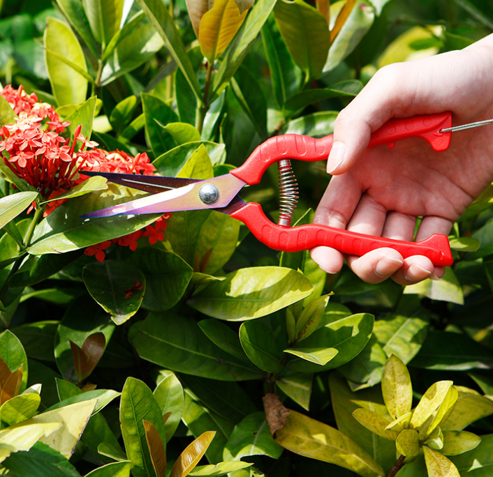 Straight Bonsai Gardening Scissors Sparse Scissors Thinning Fruit Scissors Picking Fruit Scissors