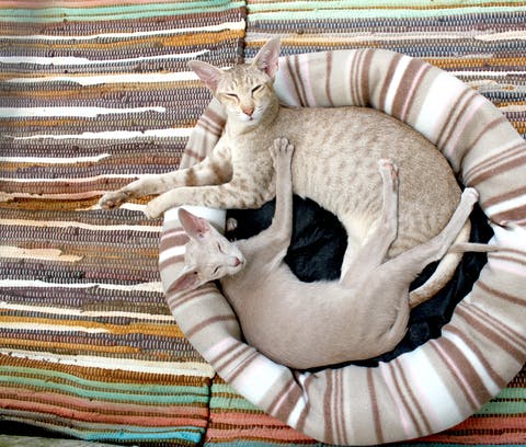 Pets
